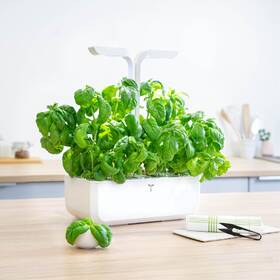 Semienka Véritable Lingot Sladká bazalka - BIO 

 obrázok produktu 2 z 2