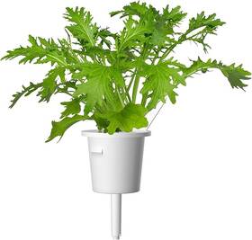 Semienka Click and Grow Listová horčica (9 ks) 

 obrázok produktu 2 z 2
