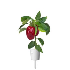Semienka Click and Grow Červená paprika, sladká (3 ks) 

 obrázok produktu 2 z 3