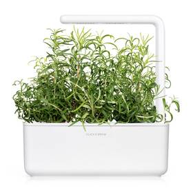 Semienka Click and Grow Rozmarín - 3 ks 

 obrázok produktu 3 z 3