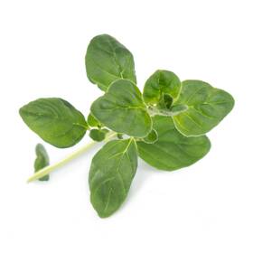 Semienka Véritable Lingot Oregano - BIO 

 obrázok produktu 1 z 1