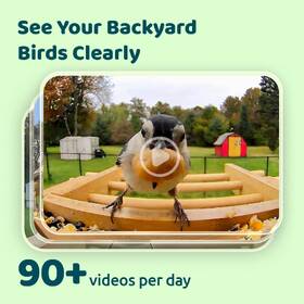 Vtáčie krmítko Birdfy Bamboo s kamerou a solárnym panelom (AI predplatné) 

 obrázok produktu 2 z 7