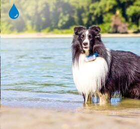 GPS lokátor Tractive DOG 4 LTE – sledování polohy a aktivity pro psy biely

 obrázok produktu 6 z 9