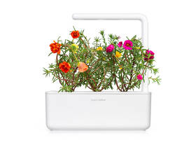 Semienka Click and Grow Portulaka veľkokvetá (3 ks) 

 obrázok produktu 2 z 4