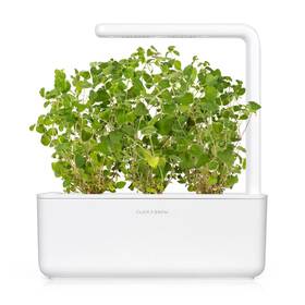 Semienka Click and Grow Oregano (3 ks) 

 obrázok produktu 3 z 3