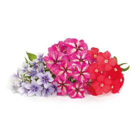 Semienka Véritable Lingot Flox 

 obrázok produktu 1 z 2