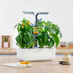 Semienka Véritable Lingot Žltá mini paprika - BIO 

 obrázok produktu 1 z 1