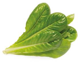 Semienka Click and Grow Rímsky šalát - 3 ks 

 obrázok produktu 1 z 3