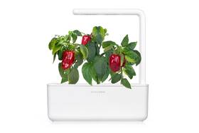 Semienka Click and Grow Červená paprika, sladká (3 ks) 

 obrázok produktu 3 z 3