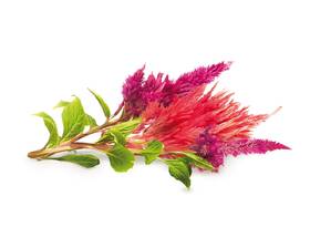 Semienka Click and Grow Slamenka/Celosia (3 ks) 

 obrázok produktu 1 z 2