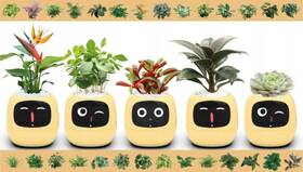 Inteligentný kvetináč Plantsio IVY žltý

 obrázok produktu 2 z 5