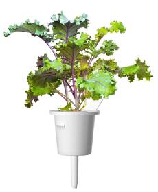 Semienka Click and Grow Červený kel - 3 ks 

 obrázok produktu 2 z 3
