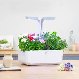 Semienka Véritable Lingot Flox 

 obrázok produktu 2 z 2
