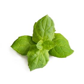 Semienka Véritable Lingot Marocká mäta - BIO 

 obrázok produktu 1 z 1