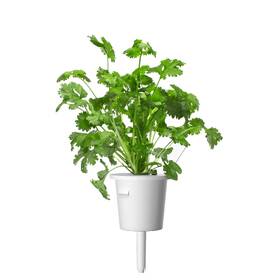Semienka Click and Grow Koriander - 3 ks 

 obrázok produktu 2 z 3