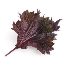 Semienka Véritable Lingot Fialový shiso - BIO 

 obrázok produktu 1 z 1