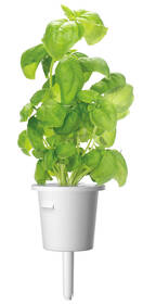 Semienka Click and Grow Bazalka (3 ks) 

 obrázok produktu 2 z 2