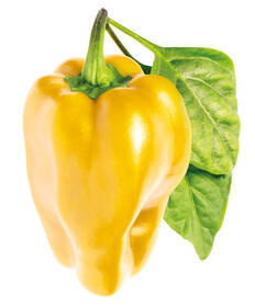 Semienka Click and Grow Sladká žltá paprika - 3 ks 

 obrázok produktu 1 z 3