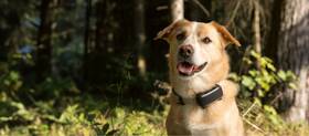 GPS lokátor Tractive DOG 6 XL –  pre psy so sledovaním životných funkcií a zdravotnými upozorneniami čierny

 obrázok produktu 4 z 5