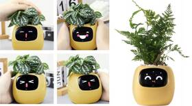 Inteligentný kvetináč Plantsio IVY žltý

 obrázok produktu 3 z 5