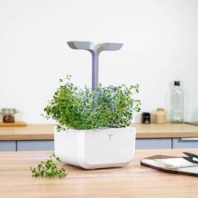 Semienka Véritable Lingot Tymian - BIO 

 obrázok produktu 2 z 2