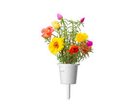 Semienka Click and Grow Portulaka veľkokvetá (3 ks) 

 obrázok produktu 4 z 4