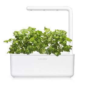 Semienka Click and Grow Koriander - 3 ks 

 obrázok produktu 3 z 3