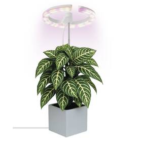 Lampa na pestovanie EMOS Kruh, 8 W, stmievanie, LED integrované, IP20 biela

 obrázok produktu 3 z 8