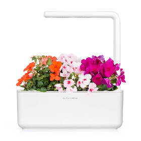Semienka Click and Grow Netýkavka turecká (3 ks) 

 obrázok produktu 2 z 2