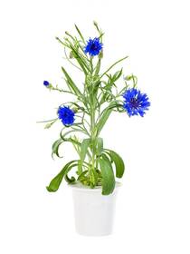 Semienka Click and Grow Chrpa modrá (3 ks) 

 obrázok produktu 3 z 3