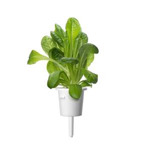 Semienka Click and Grow Rímsky šalát (9 ks) 

 obrázok produktu 2 z 2