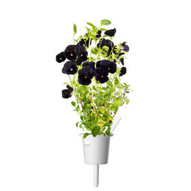 Semienka Click and Grow Čierna sirôtka (3 ks) 

 obrázok produktu 4 z 4