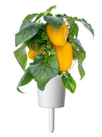 Semienka Click and Grow Sladká žltá paprika - 3 ks 

 obrázok produktu 2 z 3