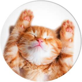 Držiak PopSockets PGB SNOOZY CAT 

 obrázok produktu 1 z 2