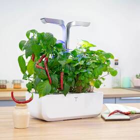 Semienka Véritable Lingot Cayenne štipľavé čili 

 obrázok produktu 2 z 2