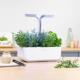 Semienka Véritable Lingot Rozmarín 

 obrázok produktu 2 z 2
