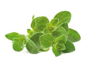 Semienka Click and Grow Oregano (3 ks) 

 obrázok produktu 1 z 3