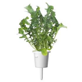 Semienka Click and Grow Rukola (3 ks) 

 obrázok produktu 2 z 3